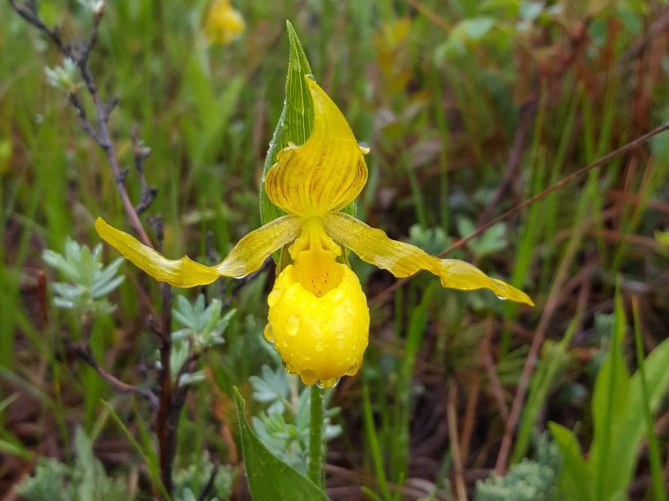 lady-slipper-Jasper-House-Steph-Weizenbach-1024&#215;768