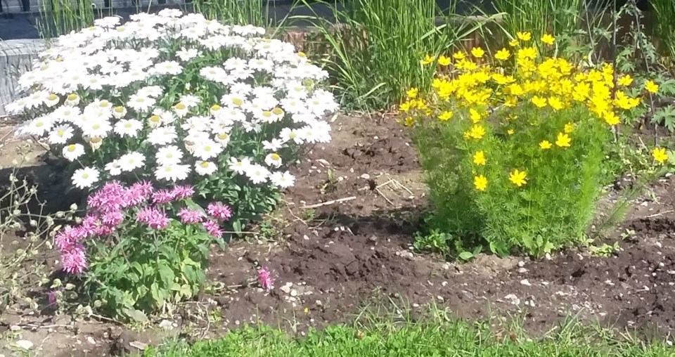 planting guidelines