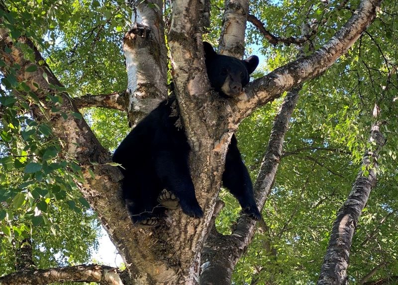 Bears-to-be-relocated-resized