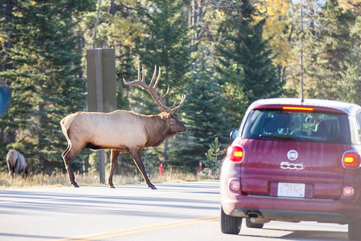 parks-canada-photo-elk-crossing-road