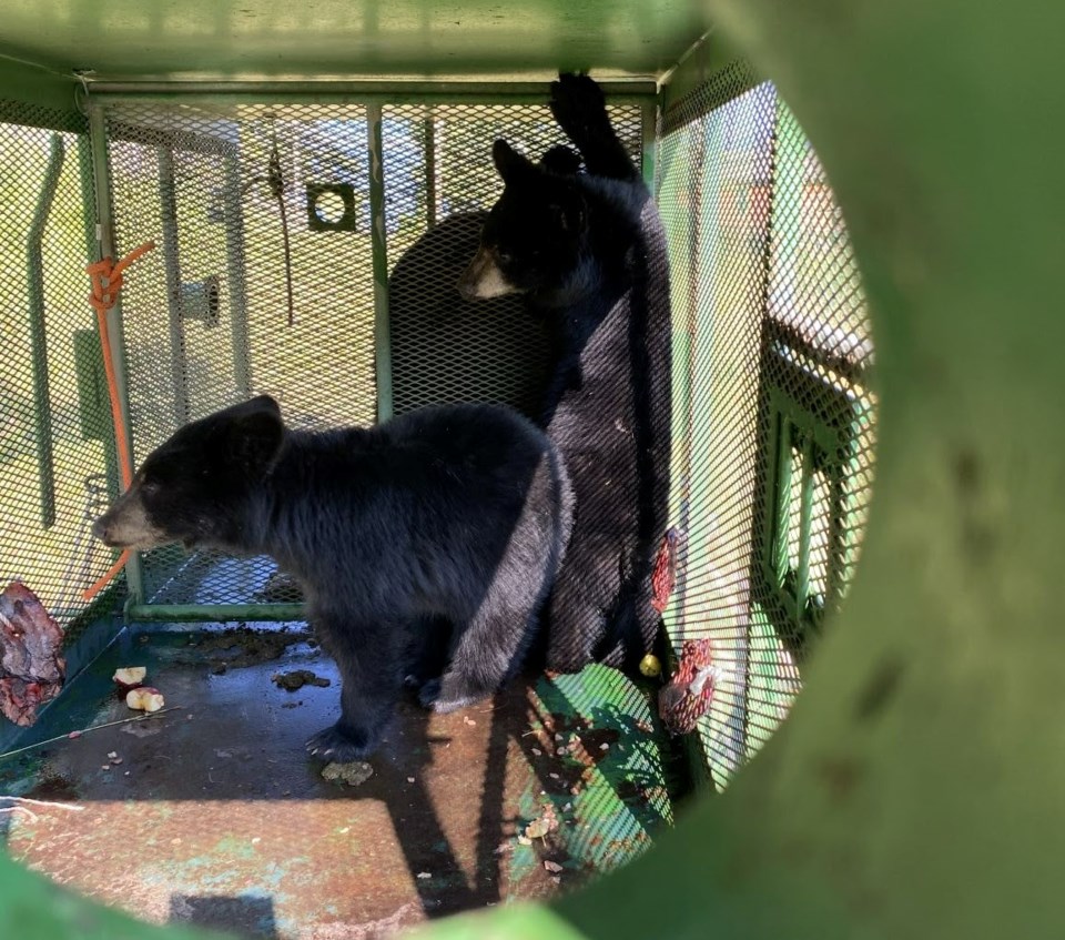 Bear update