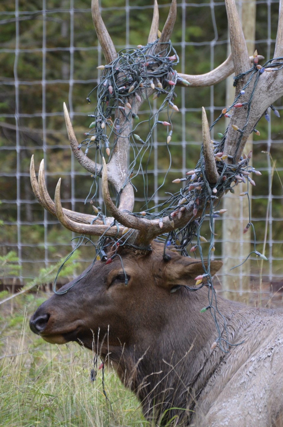 Elk_Entangled_130831 (7)