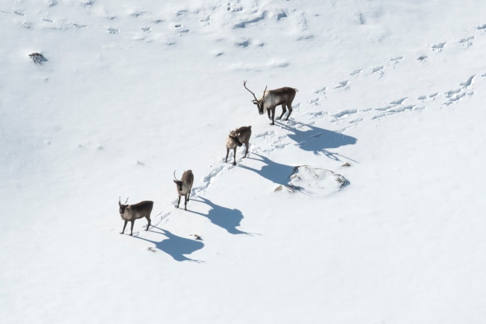Jasper NP-Caribou-Credit-Parks Canada-Layla Neufeld