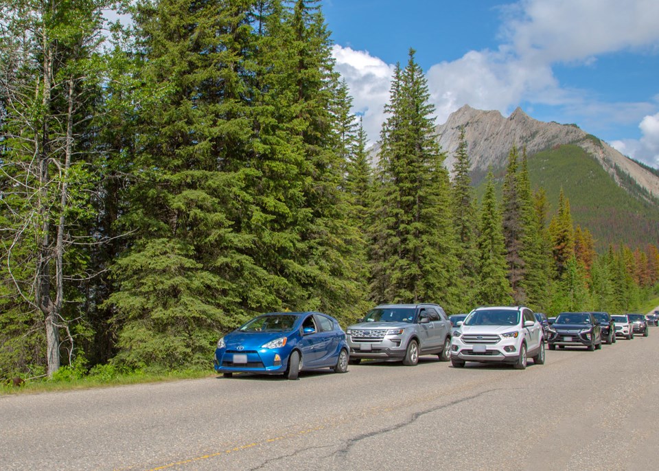 Bear Jam on Maligne Road