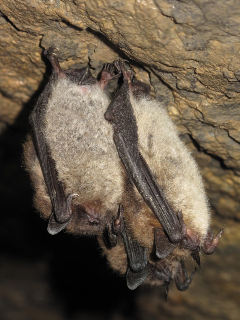 Little Brown Myotis &#8211; Parks Canada