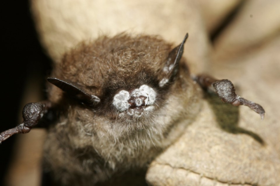 Little brown bat_ close-up of nose with fungus, New York 2008
