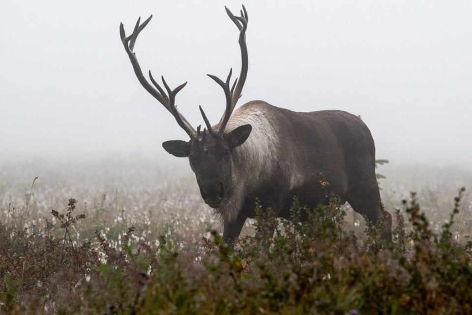 JasperNP-Tonquin bull in the fog-Credit-Parks Canada-Lalenia Neufeld