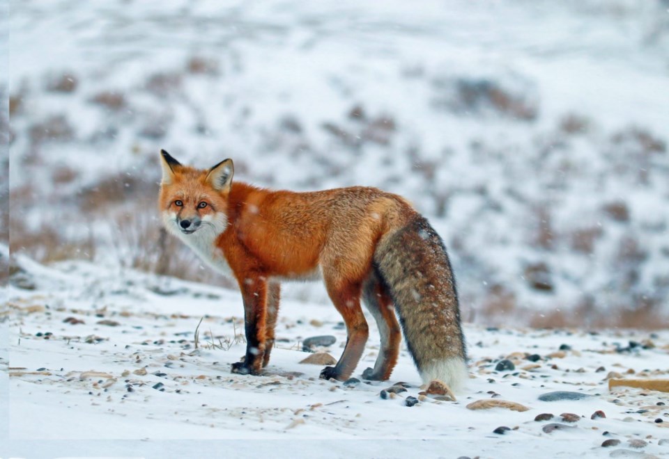 Winter Life &#8211; Runner-Up 1