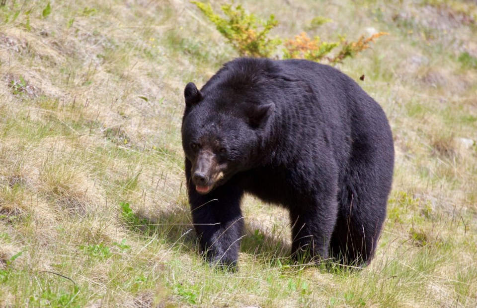 Black Bear 2_J.McCormick