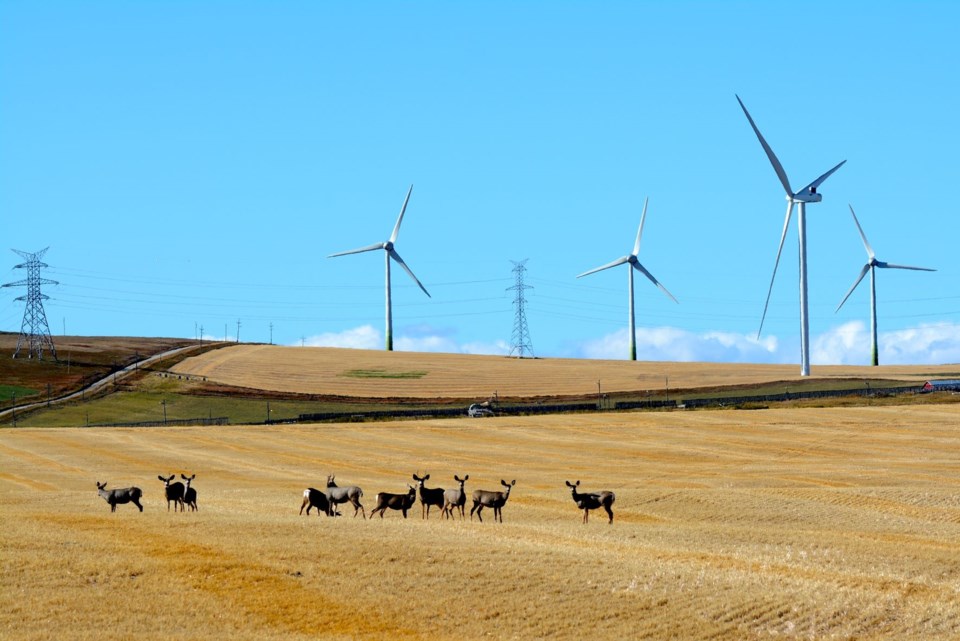 wind deer