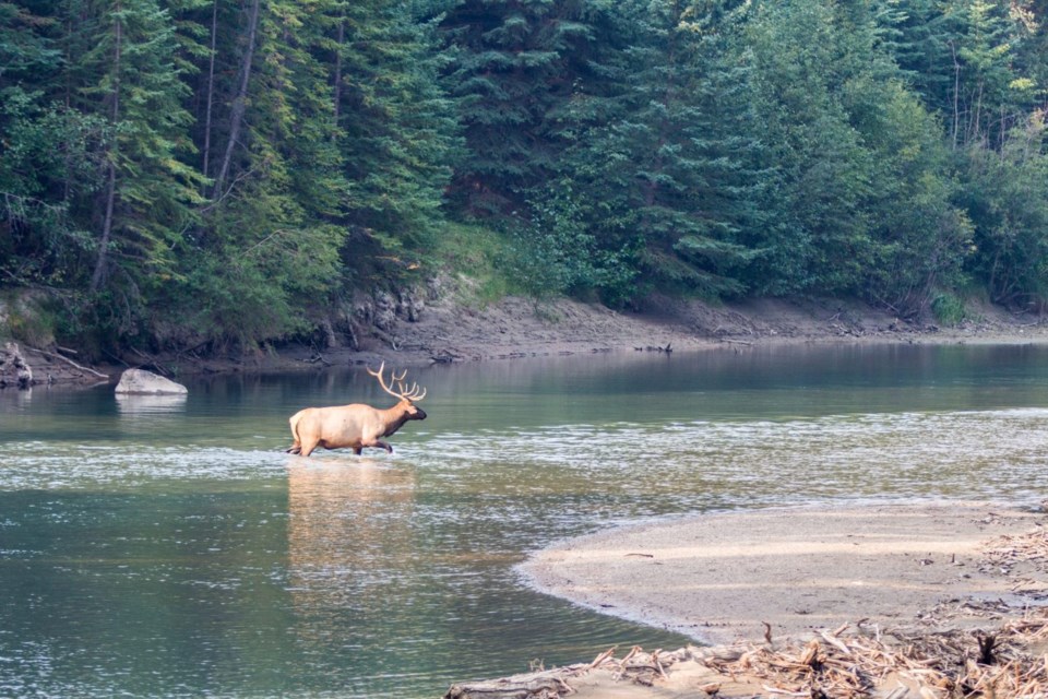 Bull elk walks in river
