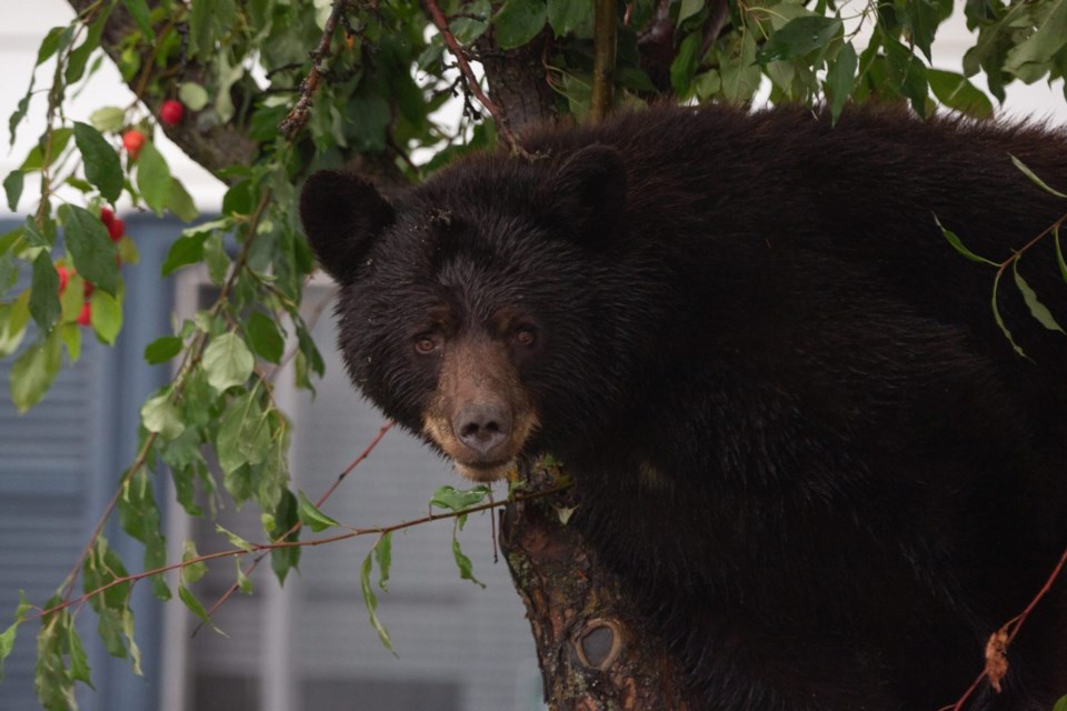 Trapping Black Bear Family