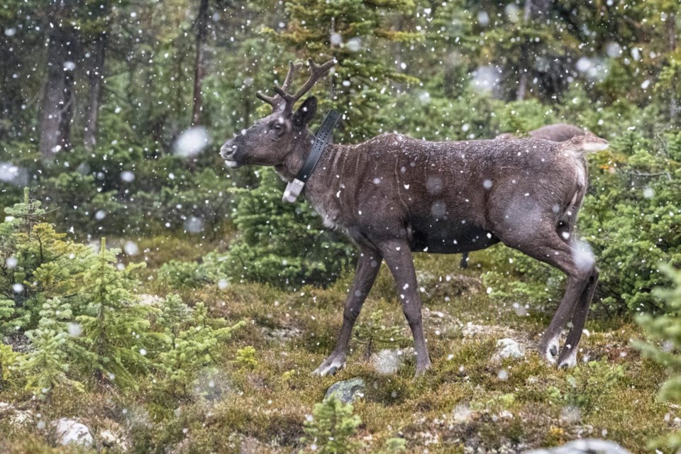 JasperNP-2023-Collared Caribou-Snowy-Tonquin Valley-Credit-Parks Canada-Lalenia Neufeld