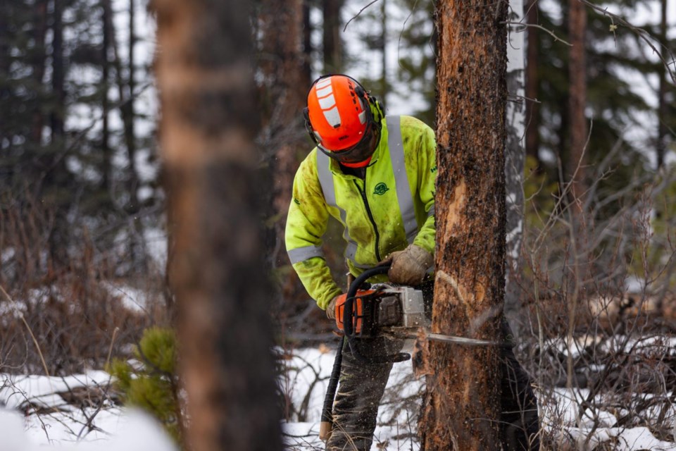 Hazardous Tree Removal