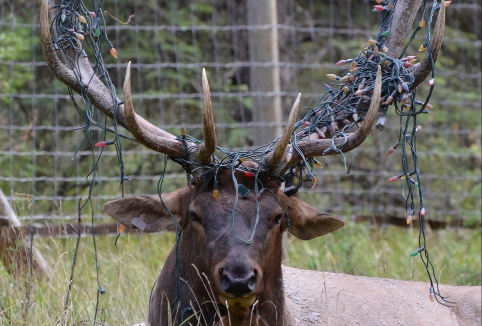 Elk tangled