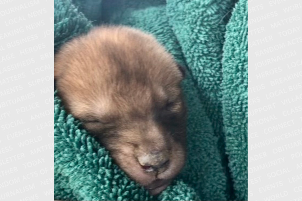 2024-04-30-coyote-pup-cmsn