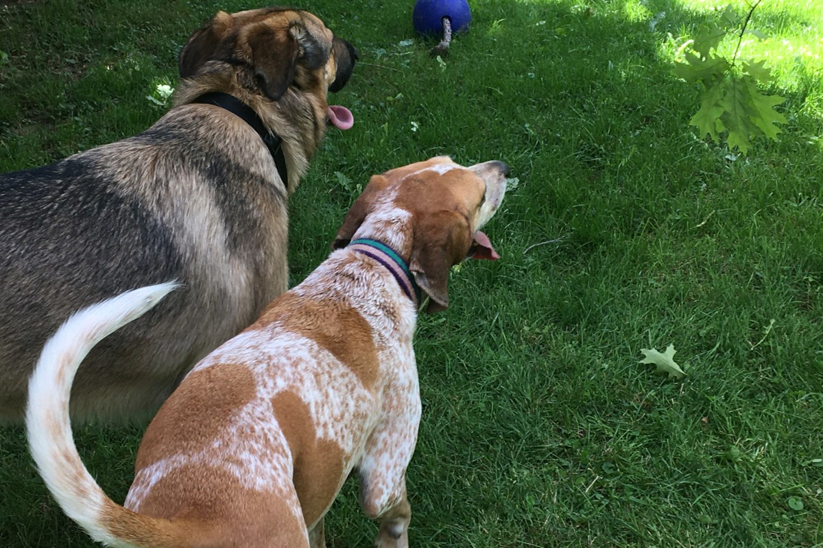 Summer can be hard on pets: here are some tips to keep them safe