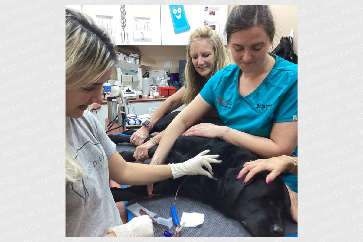 From house pet to hero with Canadian Animal Blood Bank