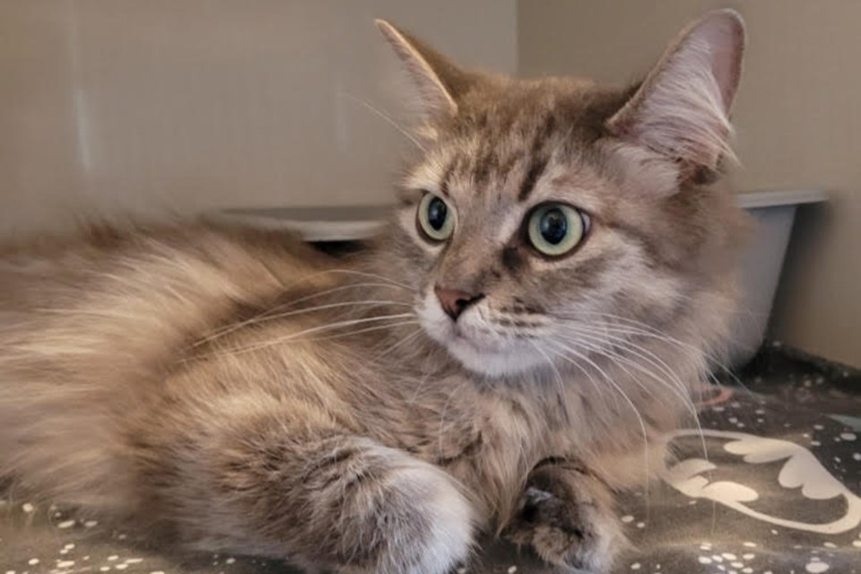 Umbra cat new arrivals