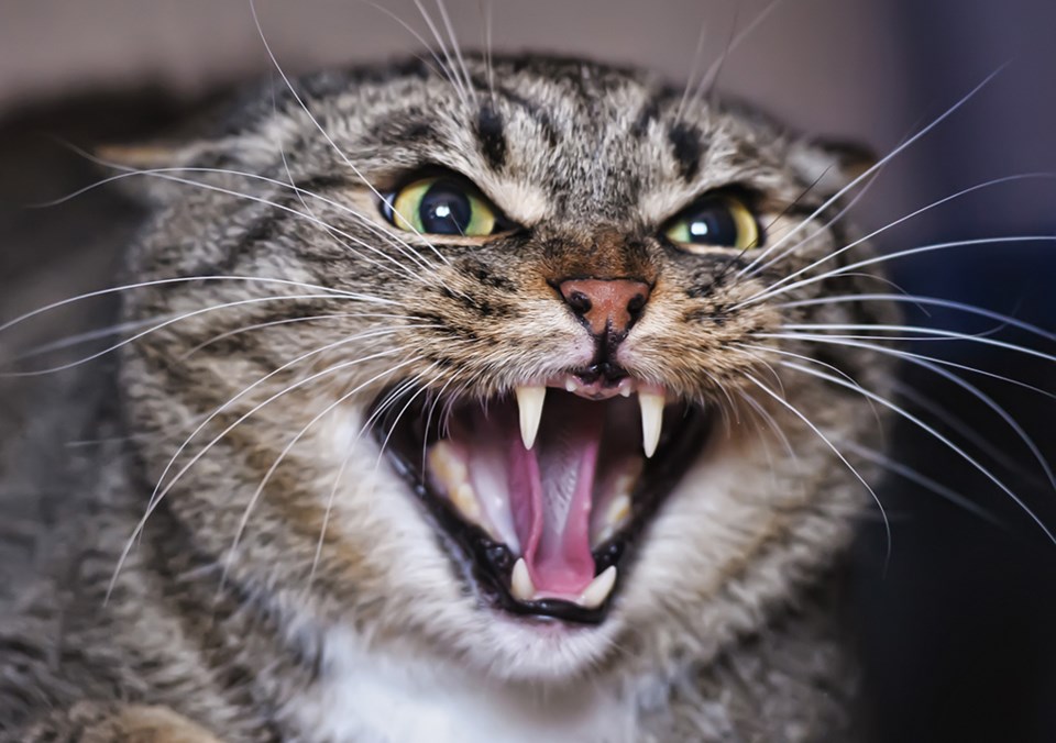 angry-cat-6616-adobe-stock