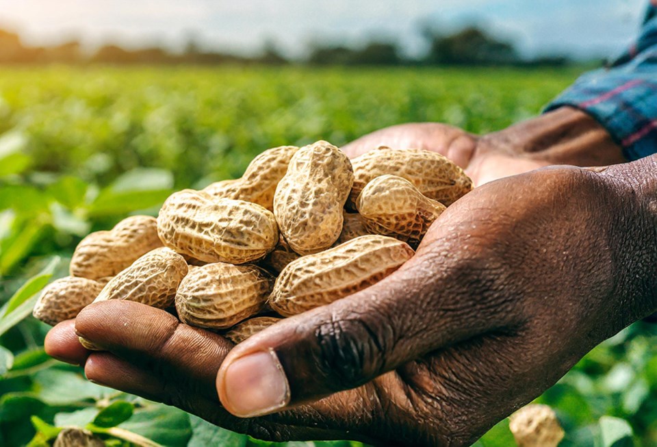 peanut-farmer-5751-adobe-stock