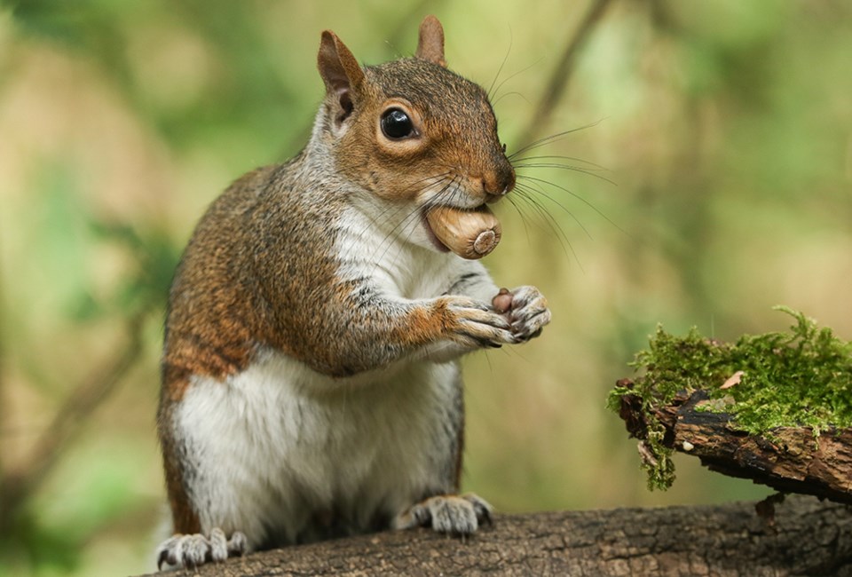 squirrel-acorns-7611-adobe-stock