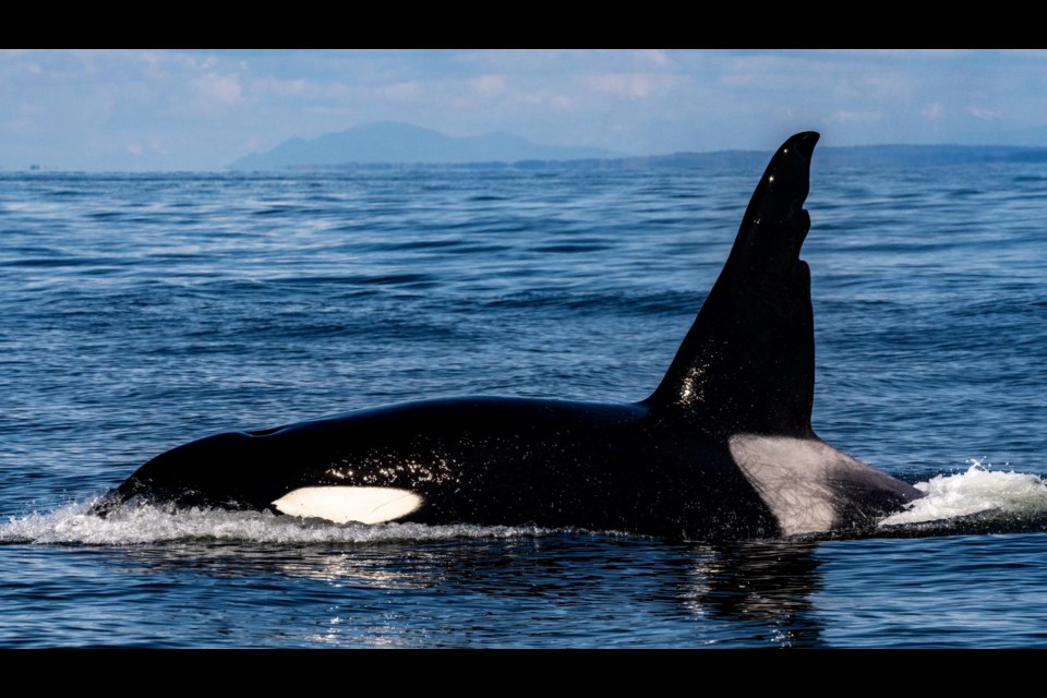 T063 “Chainsaw” returns to the Salish Sea.
