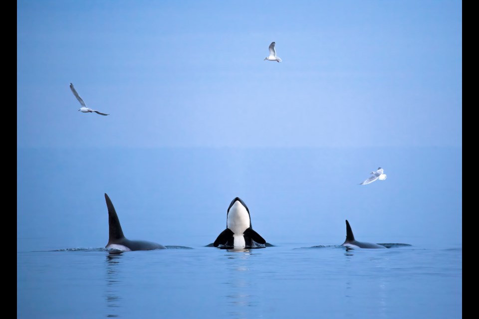 A whale breaches after feeding off Vancouver Island on Feb. 7, 2019. 