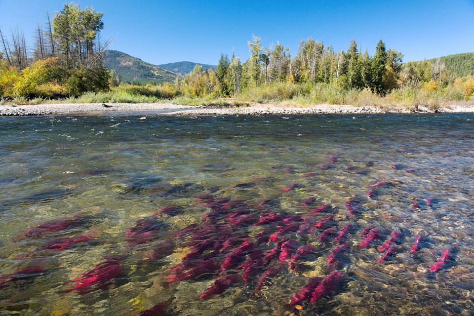 Sockeye in the Adams River.