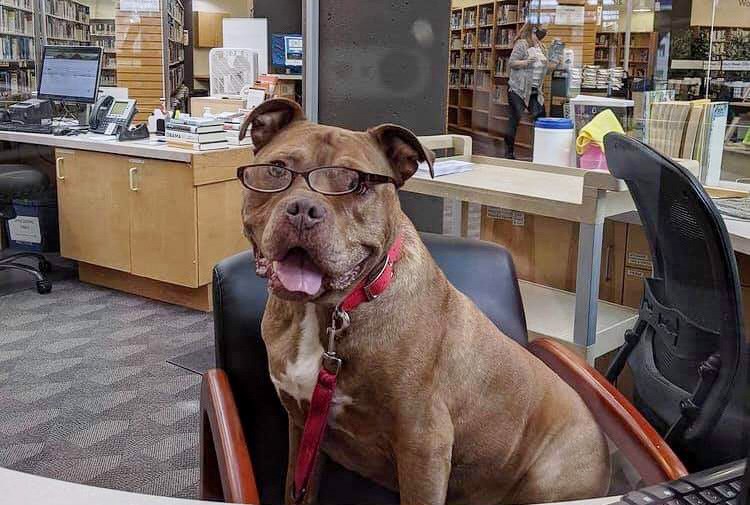 Angus - Chilliwack Library