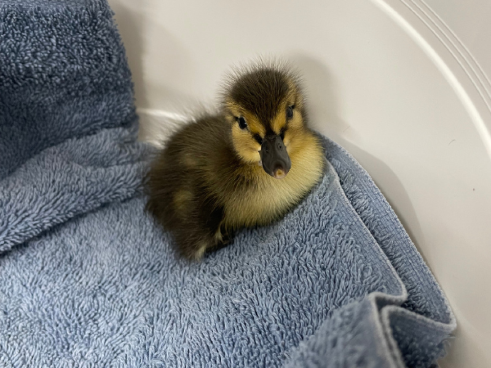 babyduckling