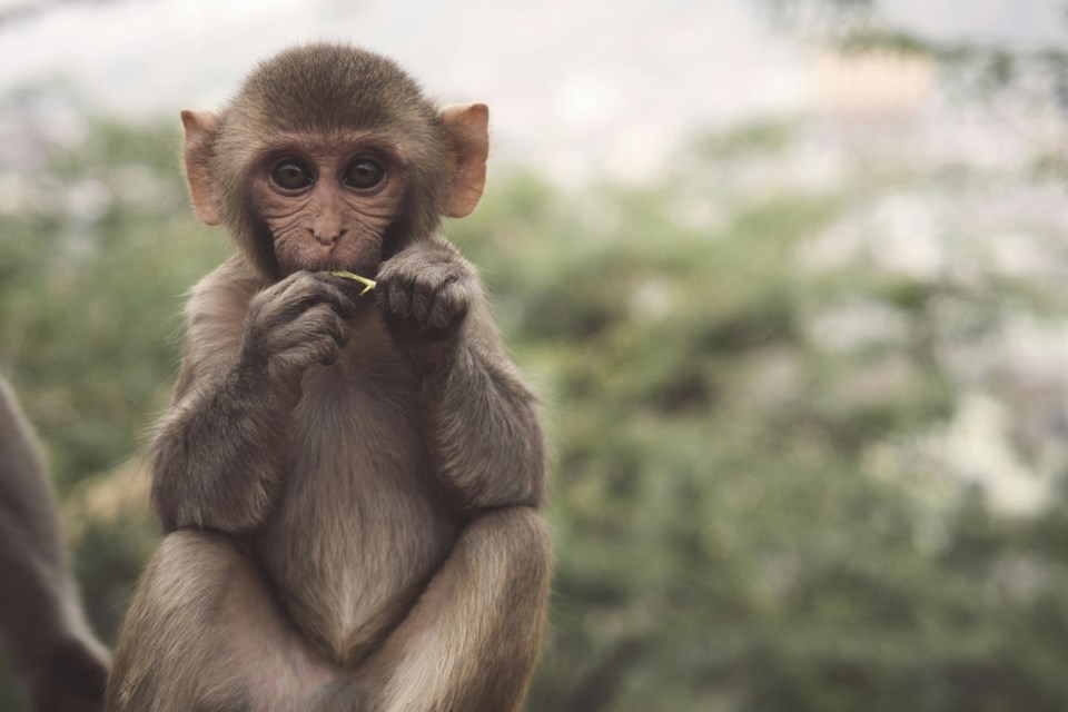 babymonkey