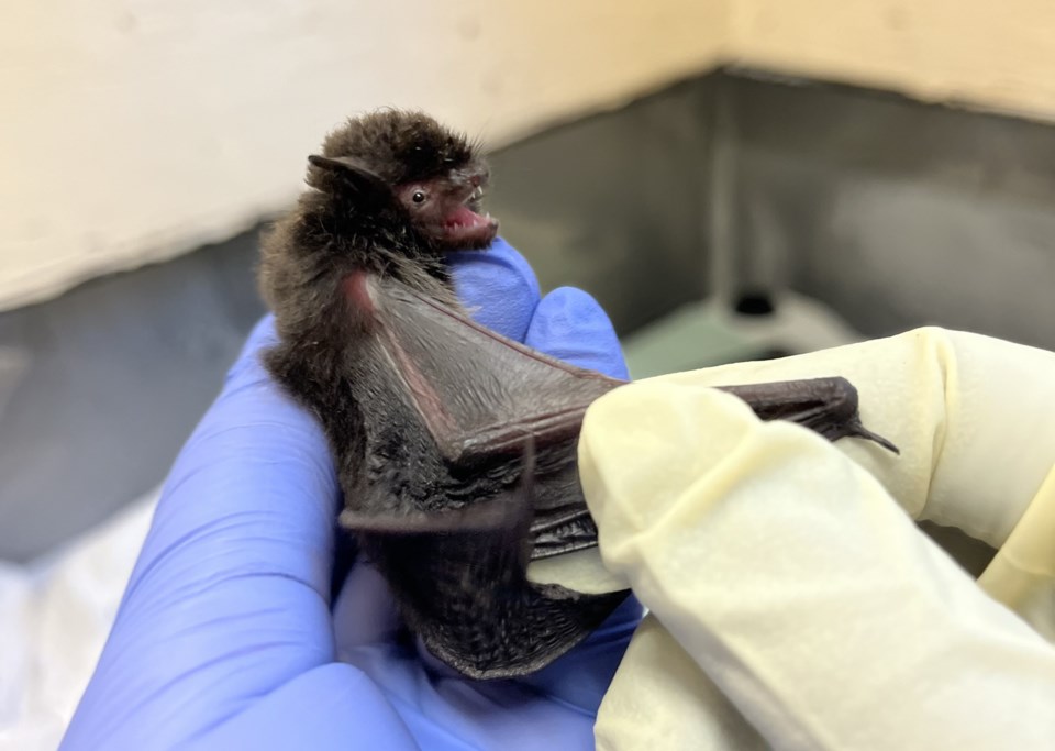bat2edited