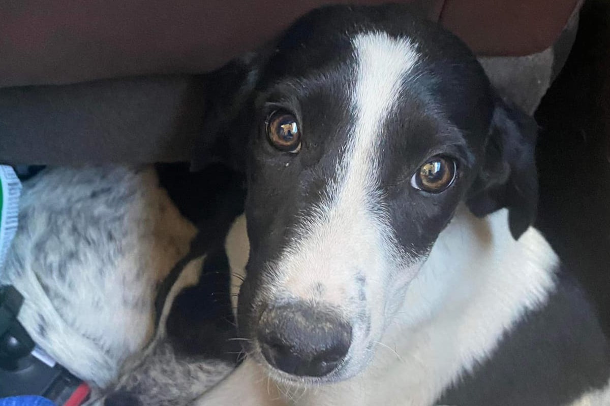Il BC Family Drive si trasforma in una missione di salvataggio per cani