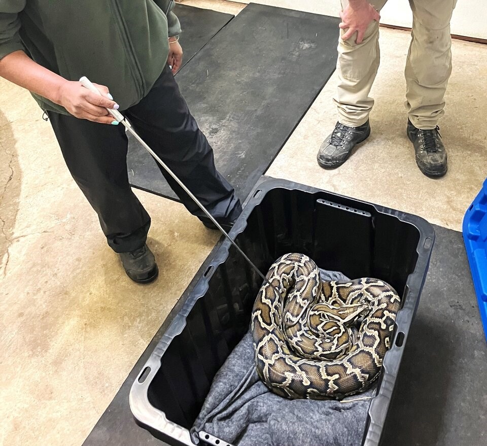 burmese-python