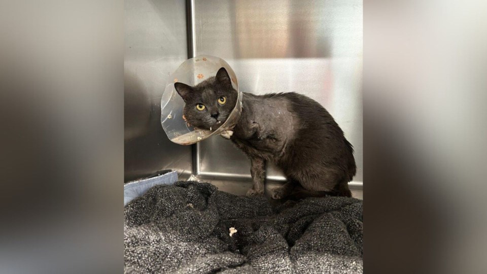 catfoundbcspca
