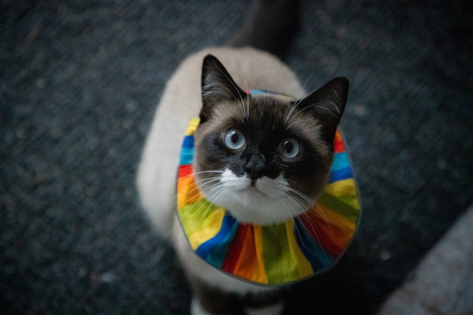 catwithcolourfulcollar