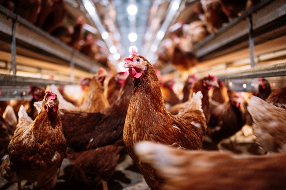 chickensonfarm