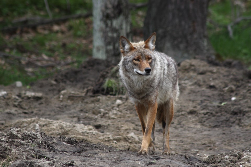 Coyotewalkinginforest