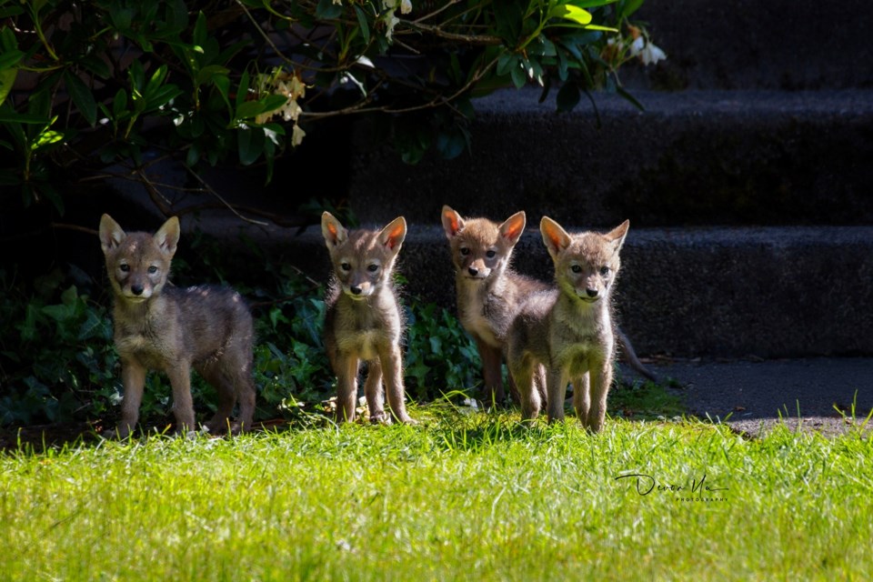 The coyote breeding season is between January and June, according to the City of Vancouver.