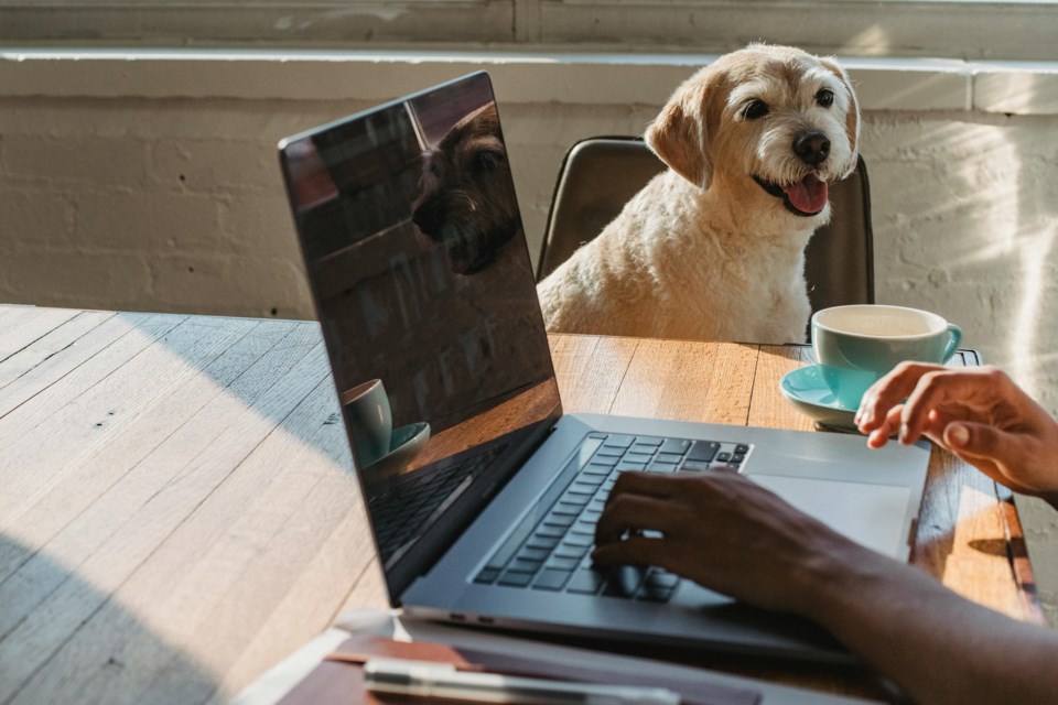 dogmorninglight
