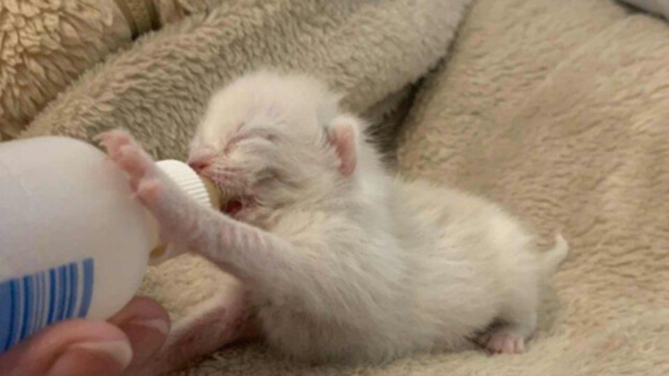 emergencycarekittenspca