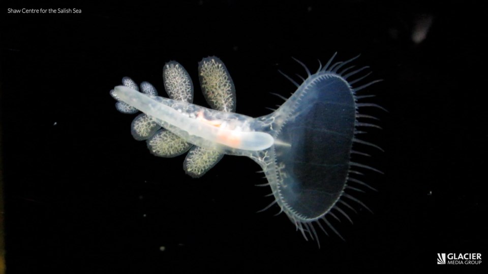 5 unique creatures found in the Pacific Ocean - North Shore News