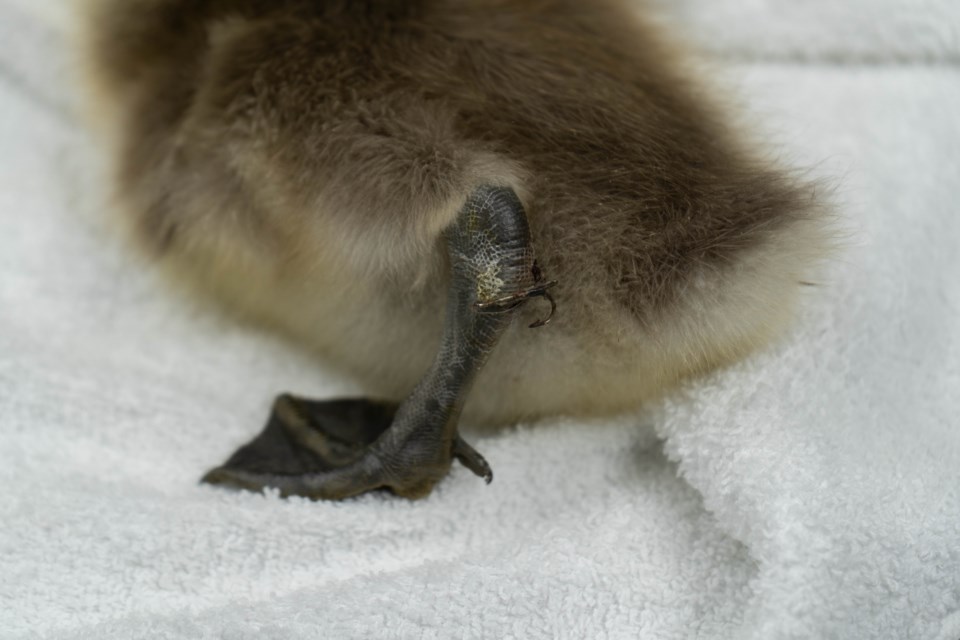 A gosling had several puncture wounds from a three-pronged fish hook.