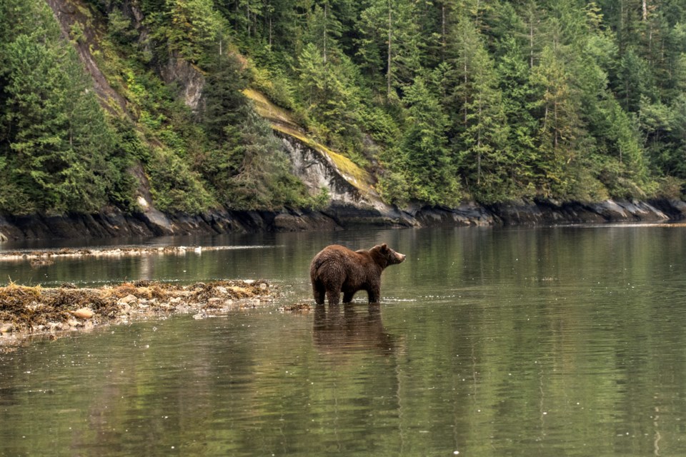 Greatbearrainforest