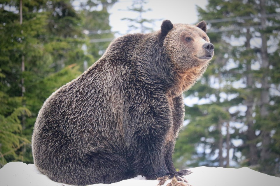 grizzlybearBC
