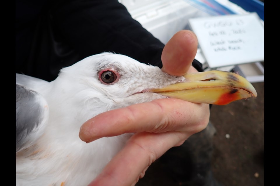 In an inspiring twist to a story that began more than two decades ago, researchers have confirmed that a Glaucous-winged gull released by Wildlife Rescue Association of BC in 2000 is not only surviving but thriving.