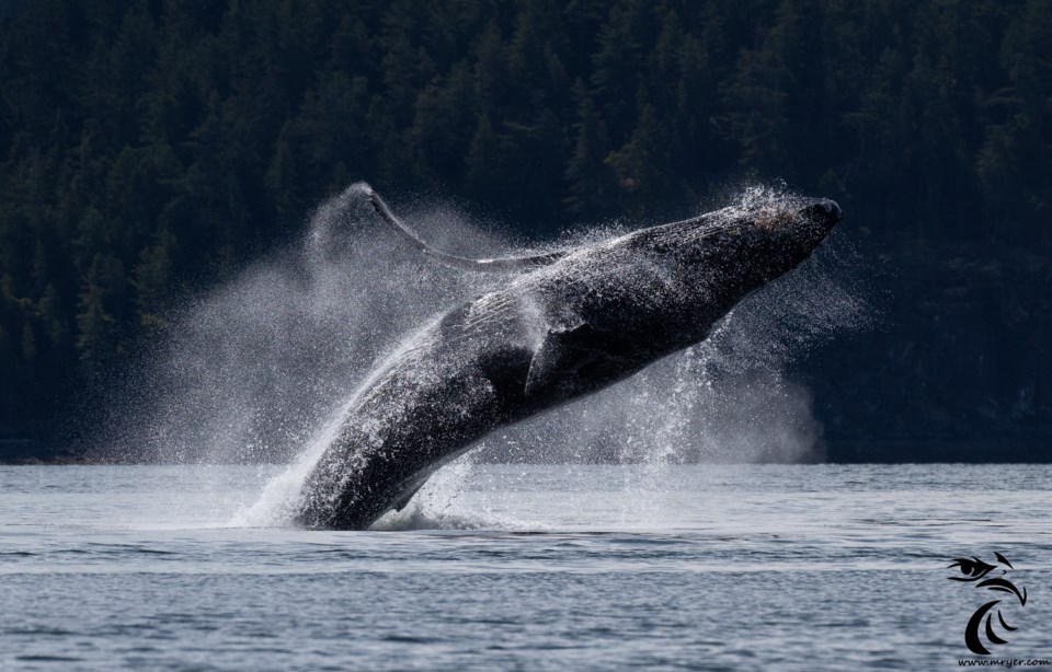 humpback-breach