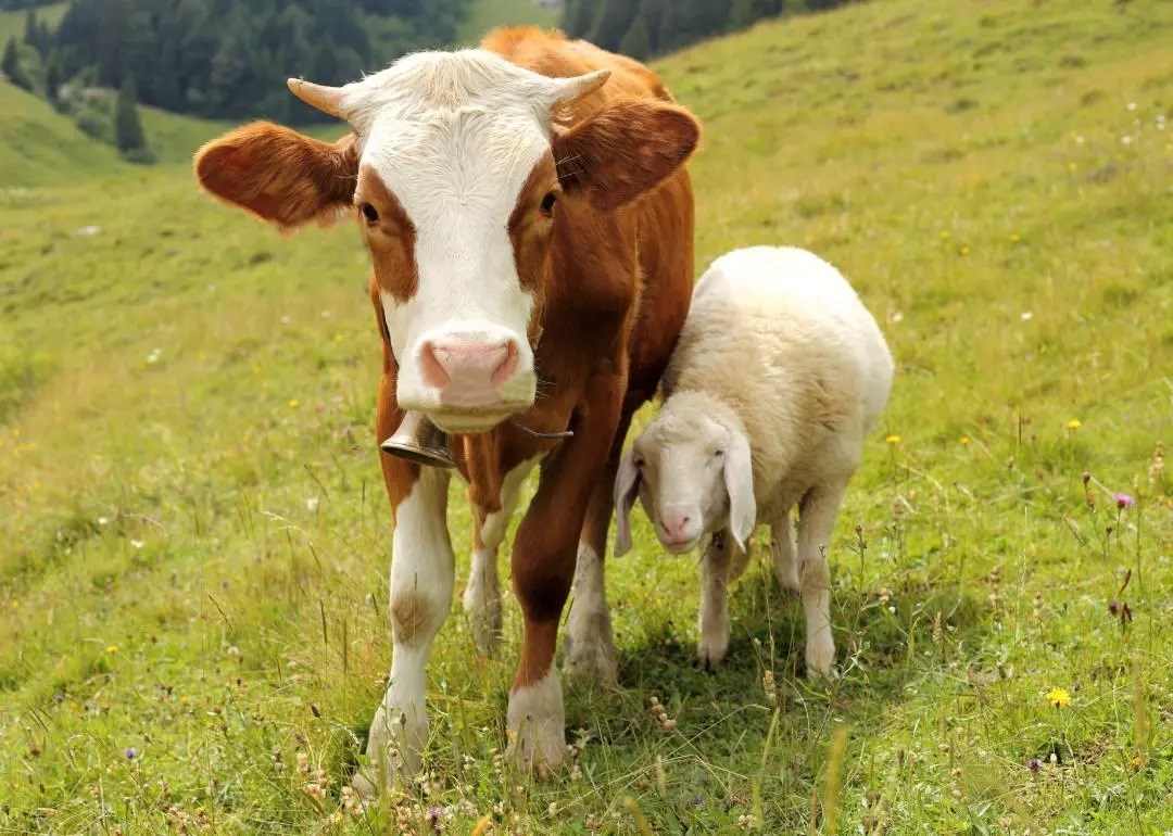 12 animals that have been observed adopting animals from other species 12 animals that have been observed adopting animals from other species