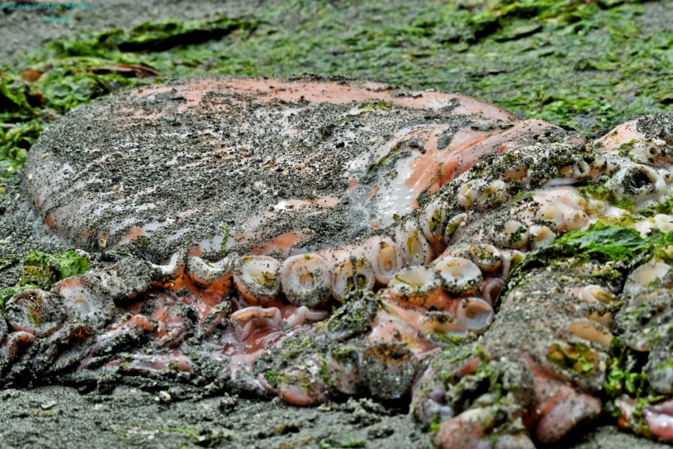 A Eneroctopus dofleini, also referred to as the Giant Pacific octopus, was found dead on Vancouver Island.